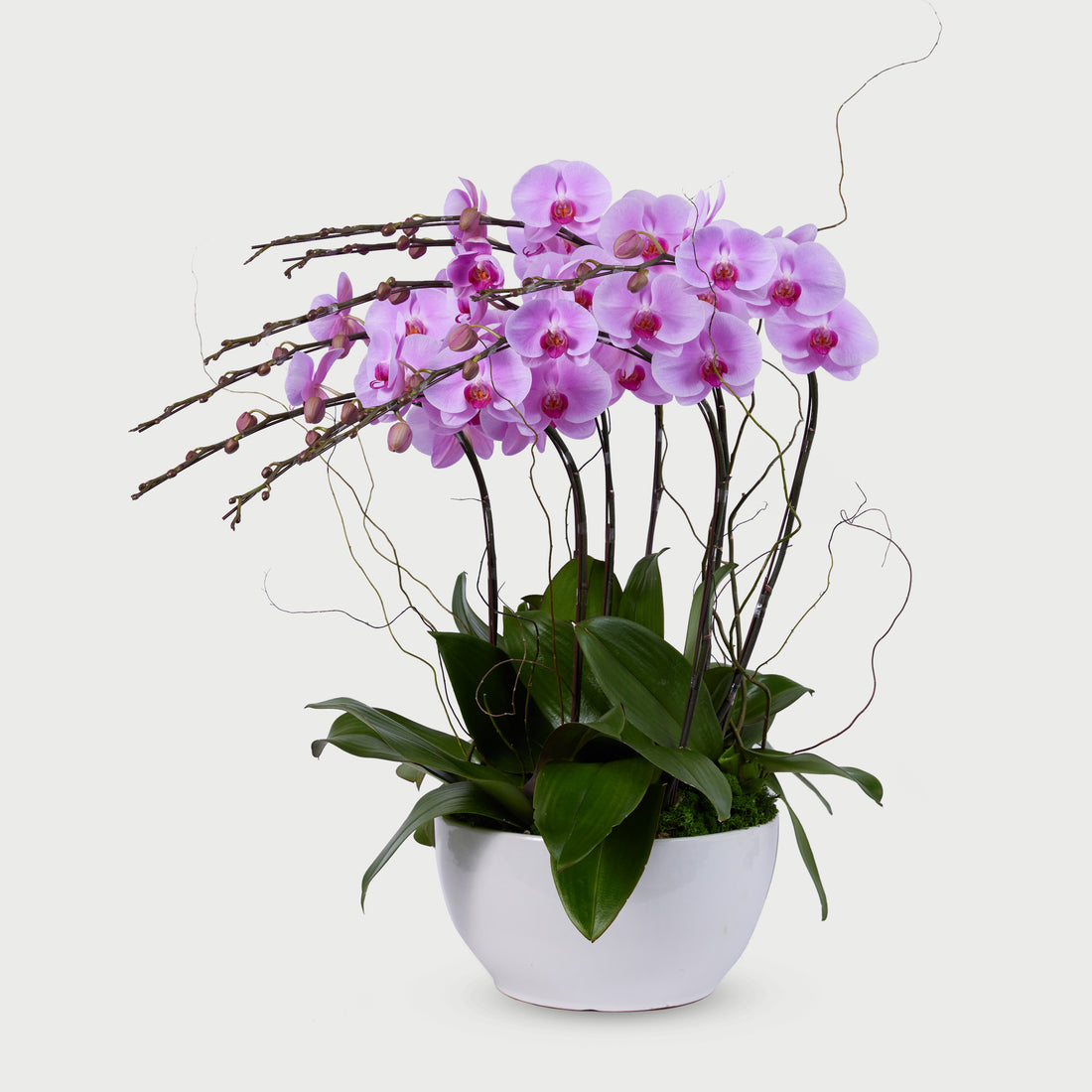 8 Stems Orchid - Pink