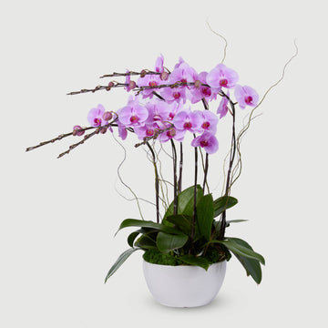 6 Stems Orchid - Pink