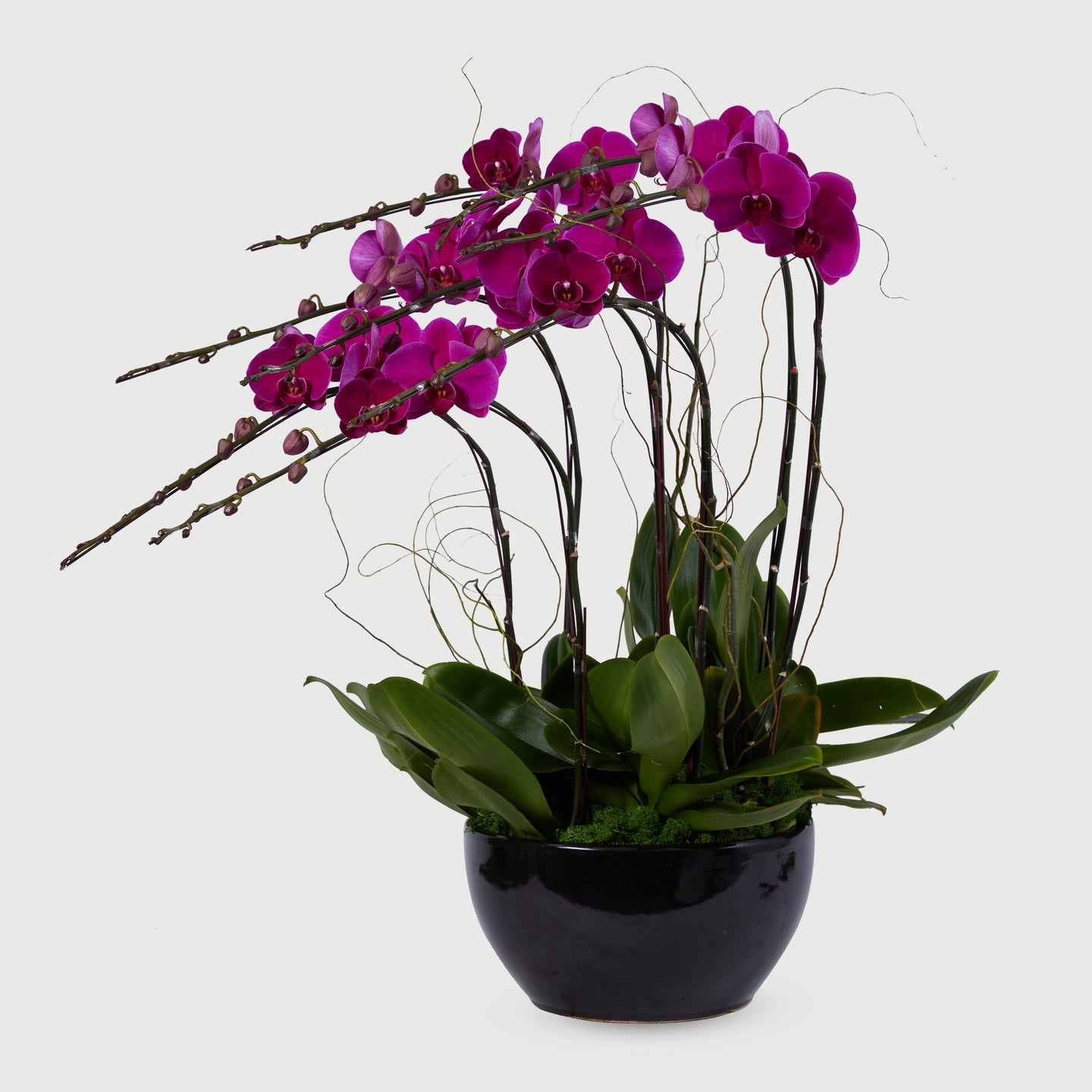 8 Stems Orchid - Red
