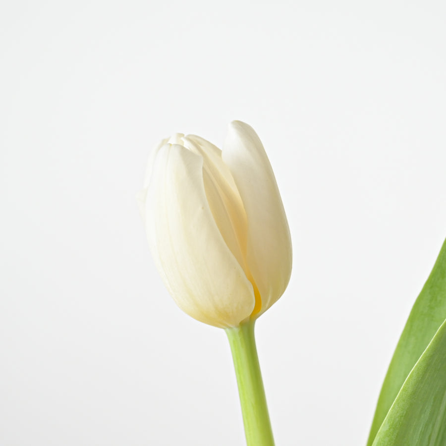 Dutch Tulip Mother’s Day Vase Arrangement
