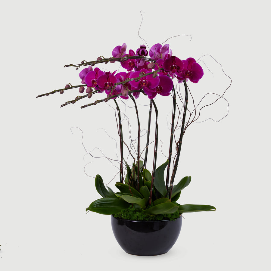 6 Stems Orchid - Red