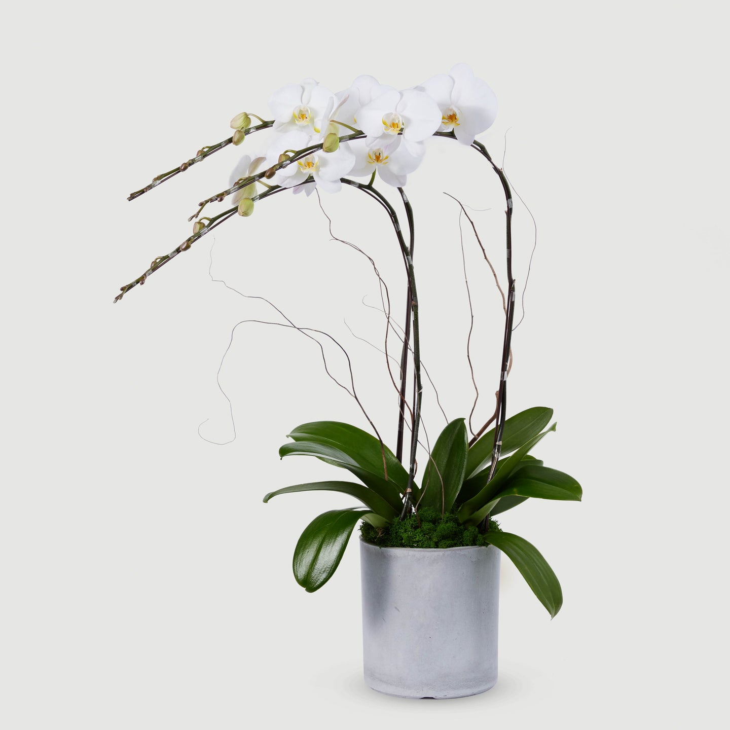 3 Stems Orchid - White