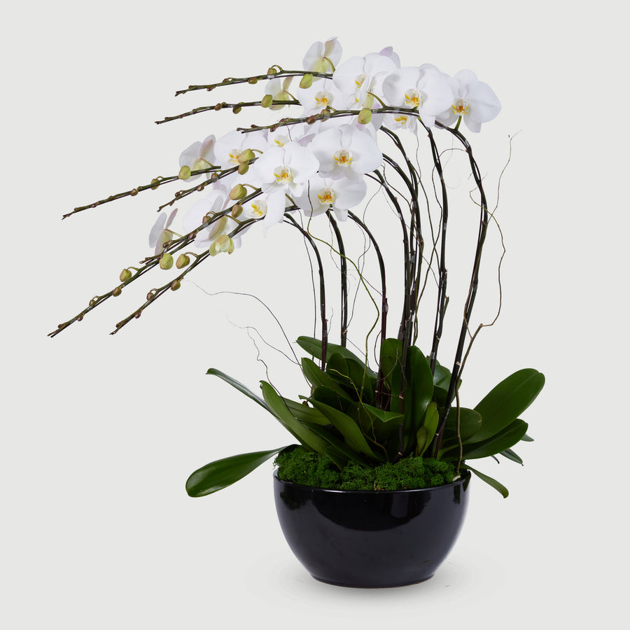 8 Stems Orchid - White