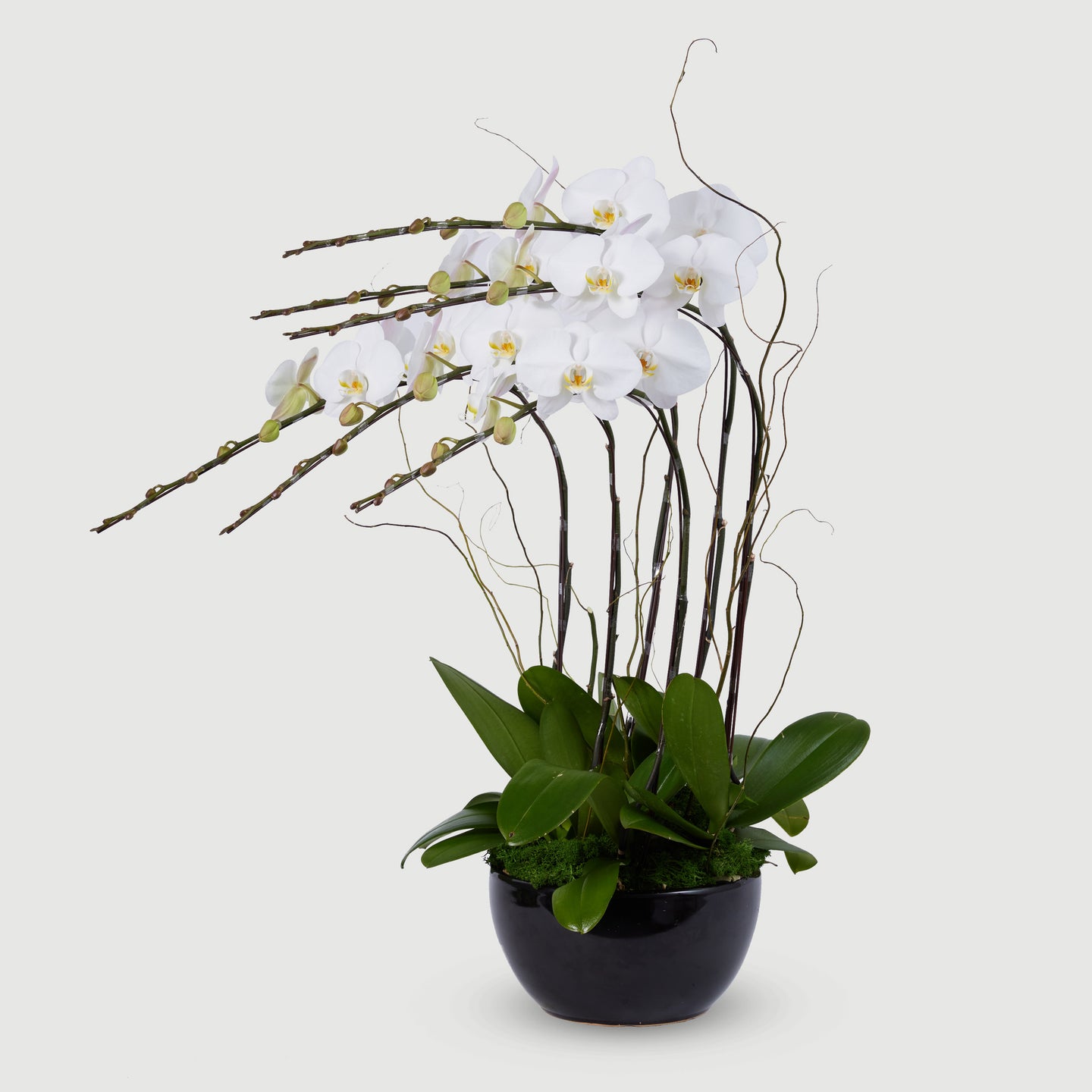 6 Stems Orchid - White